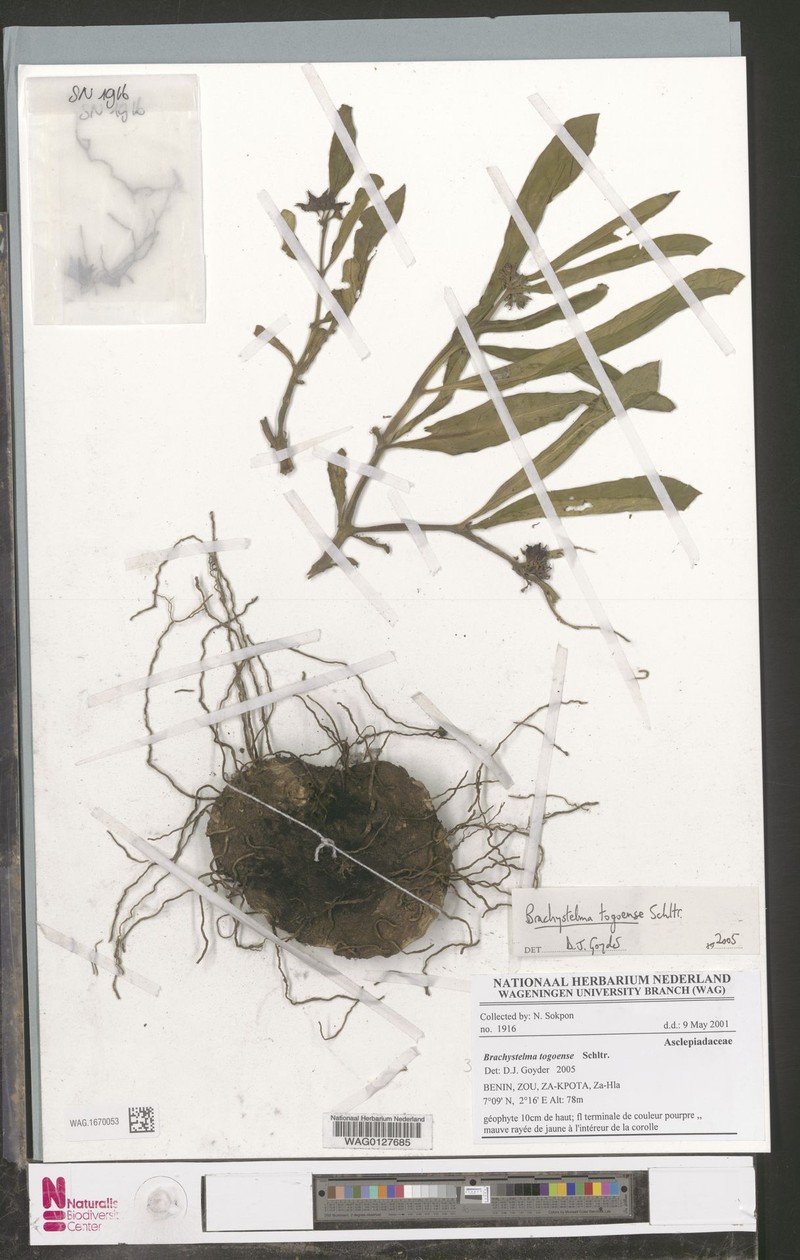 Ceropegia togoensis