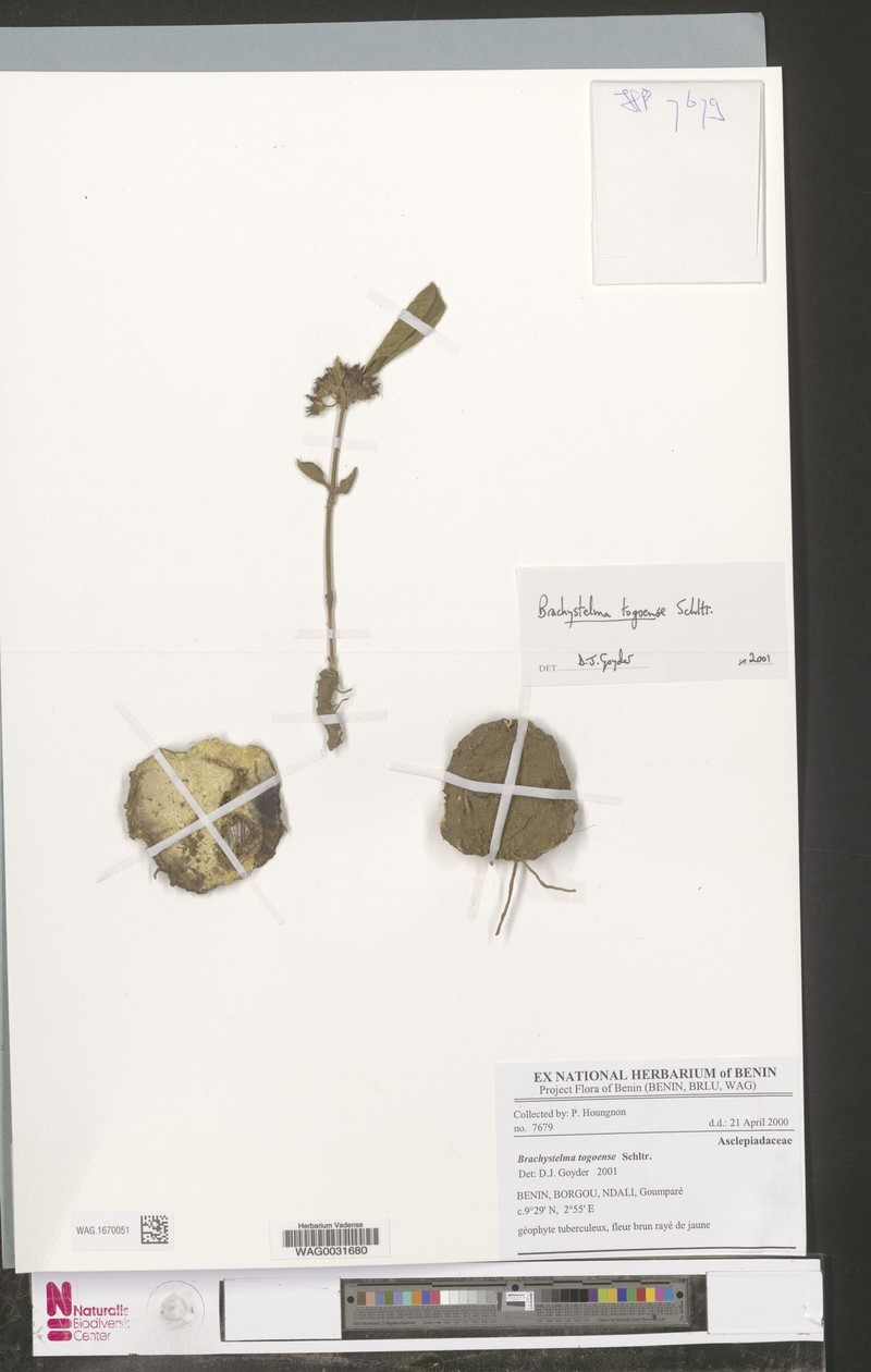 Ceropegia togoensis photo 2
