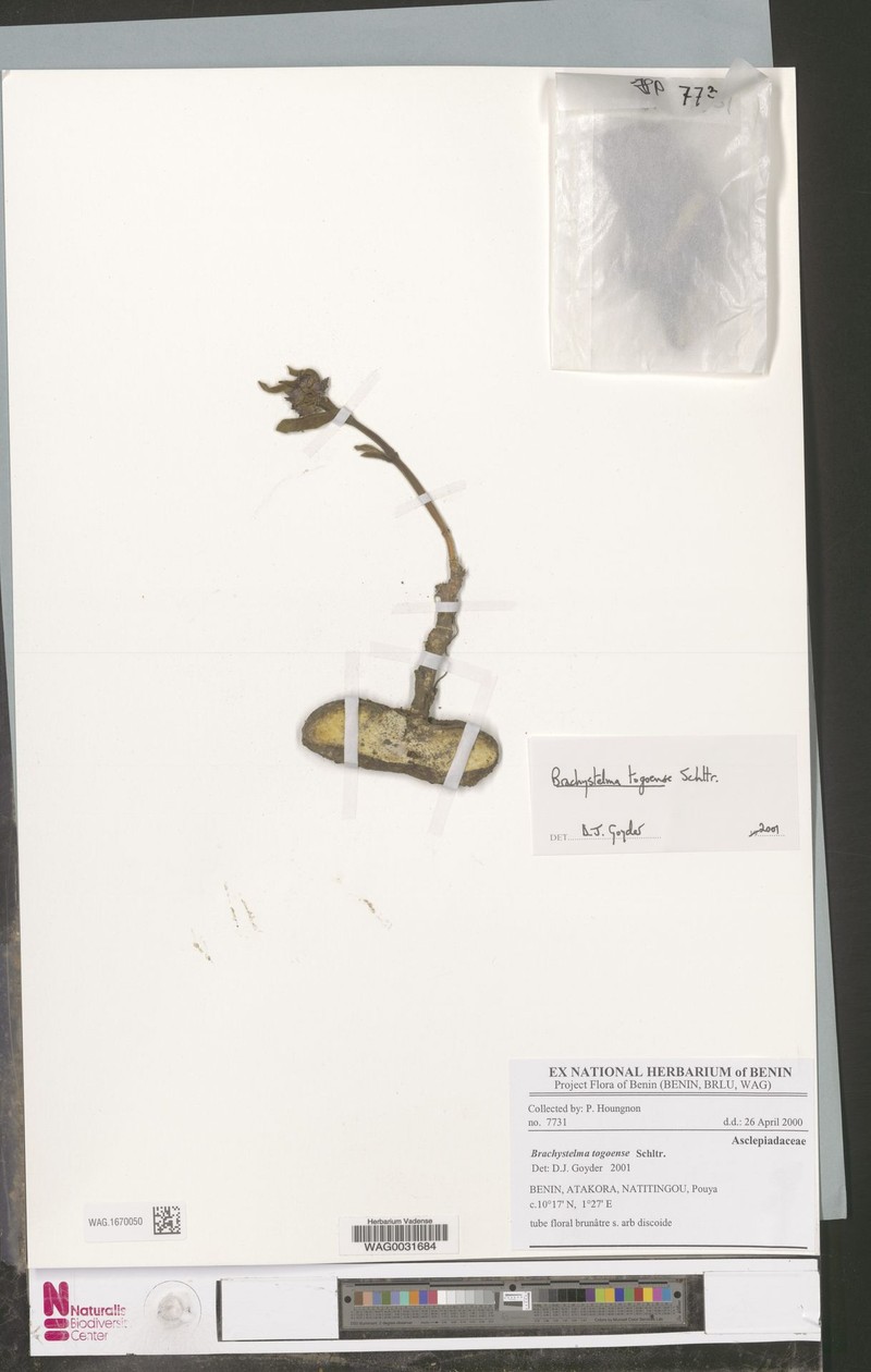 Ceropegia togoensis photo 3