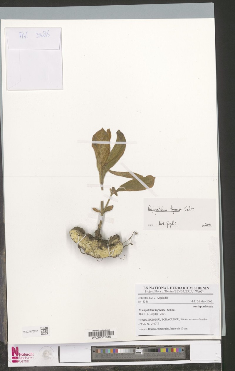 Ceropegia togoensis photo 4