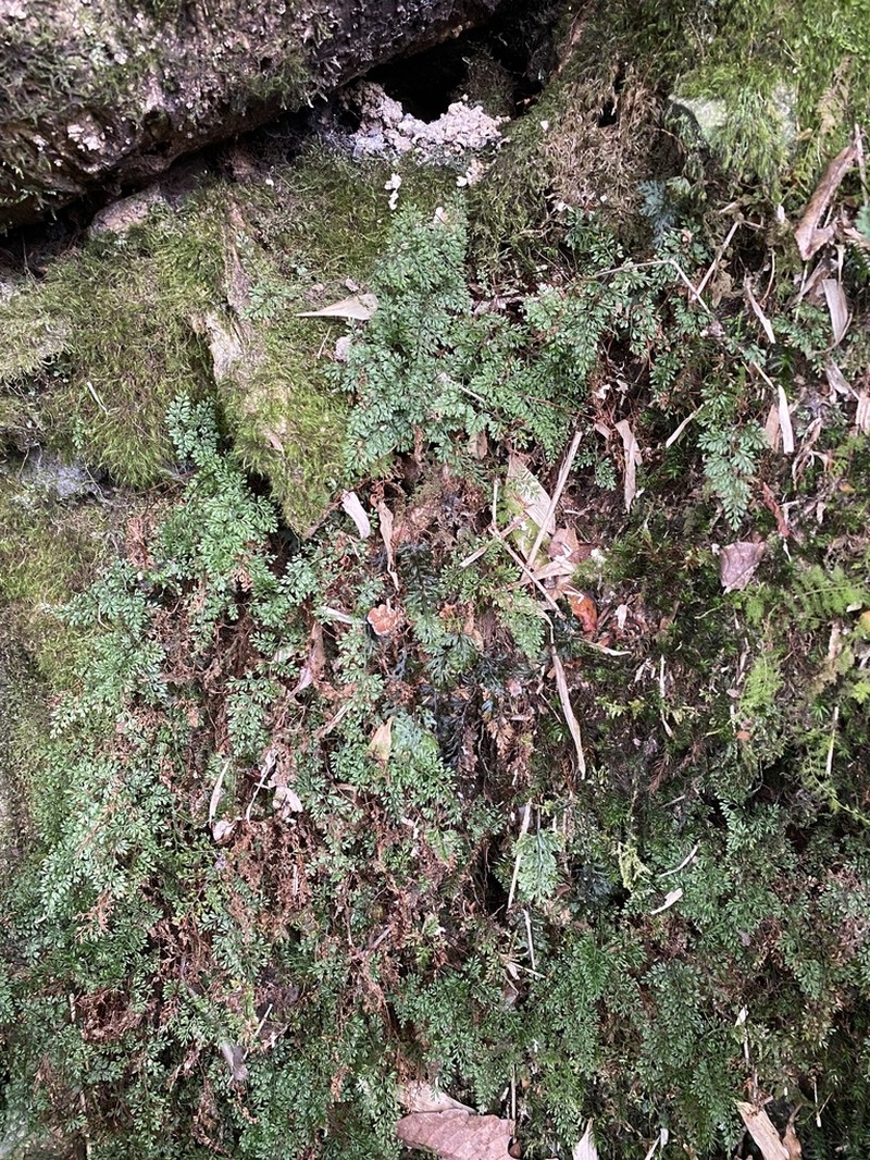 Cerosora microphylla