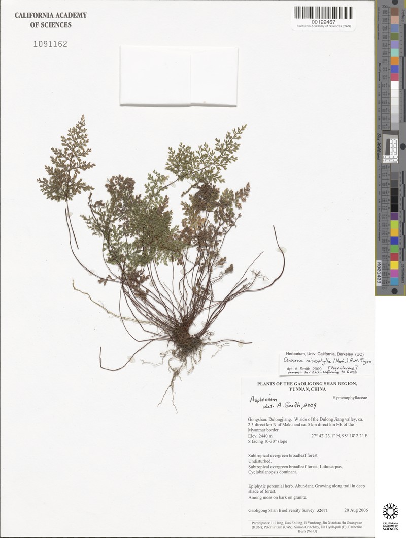 Cerosora microphylla photo 2