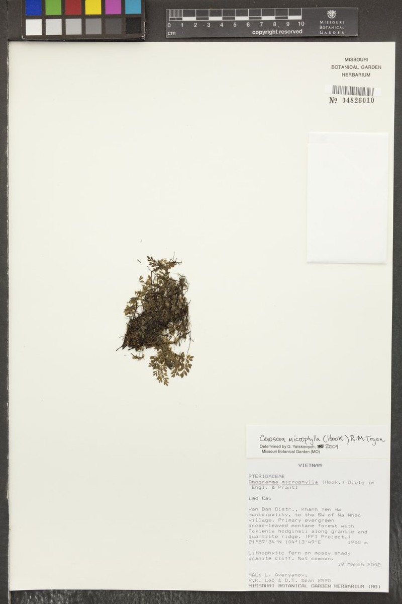 Cerosora microphylla photo 3