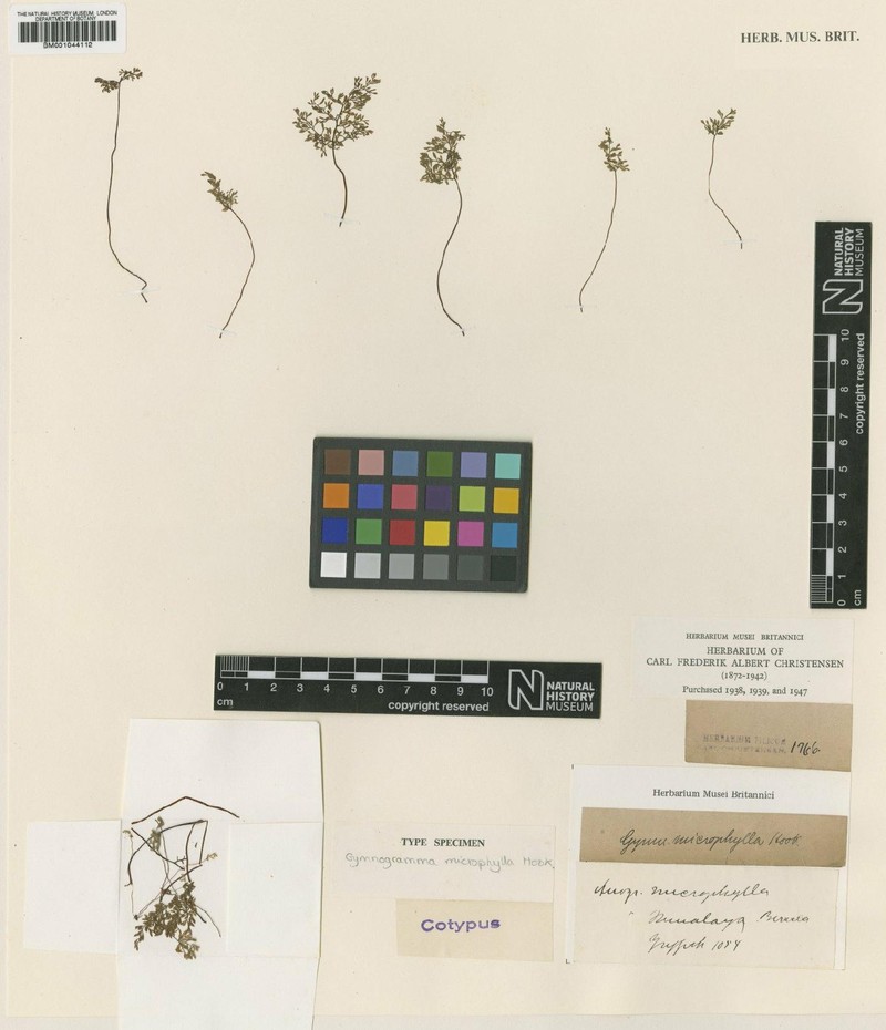 Cerosora microphylla photo 4