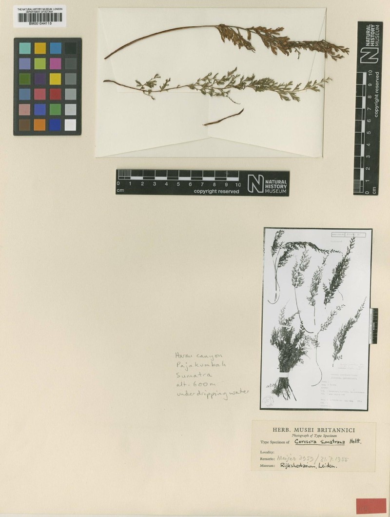 Cerosora sumatrana