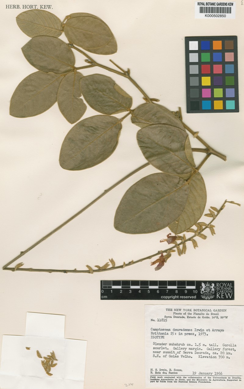 Cerradicola aurea