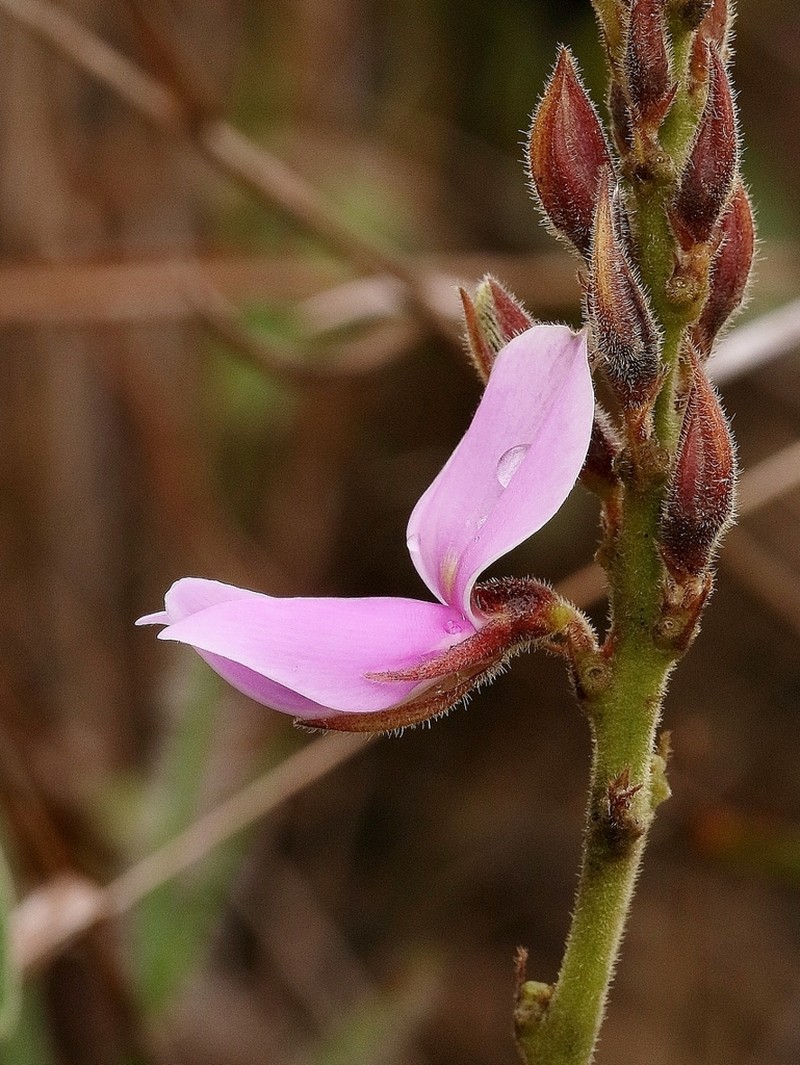 Cerradicola decumbens