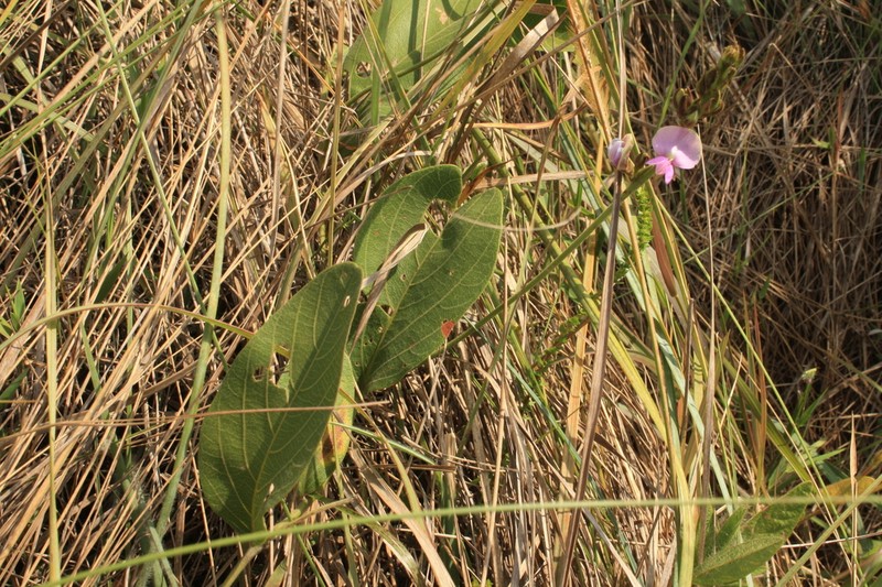 Cerradicola decumbens photo 2