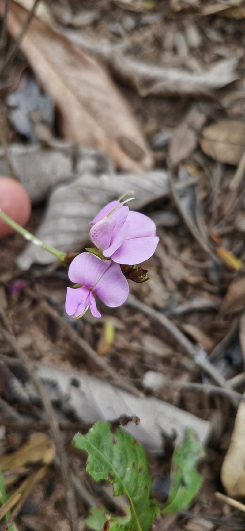 Cerradicola decumbens photo 3