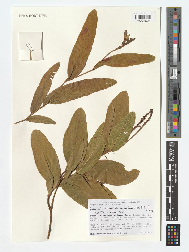 Cerradicola decumbens photo 4