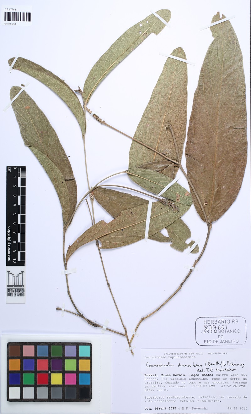 Cerradicola decumbens photo 5