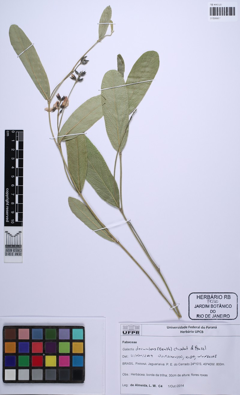 Cerradicola decumbens photo 6