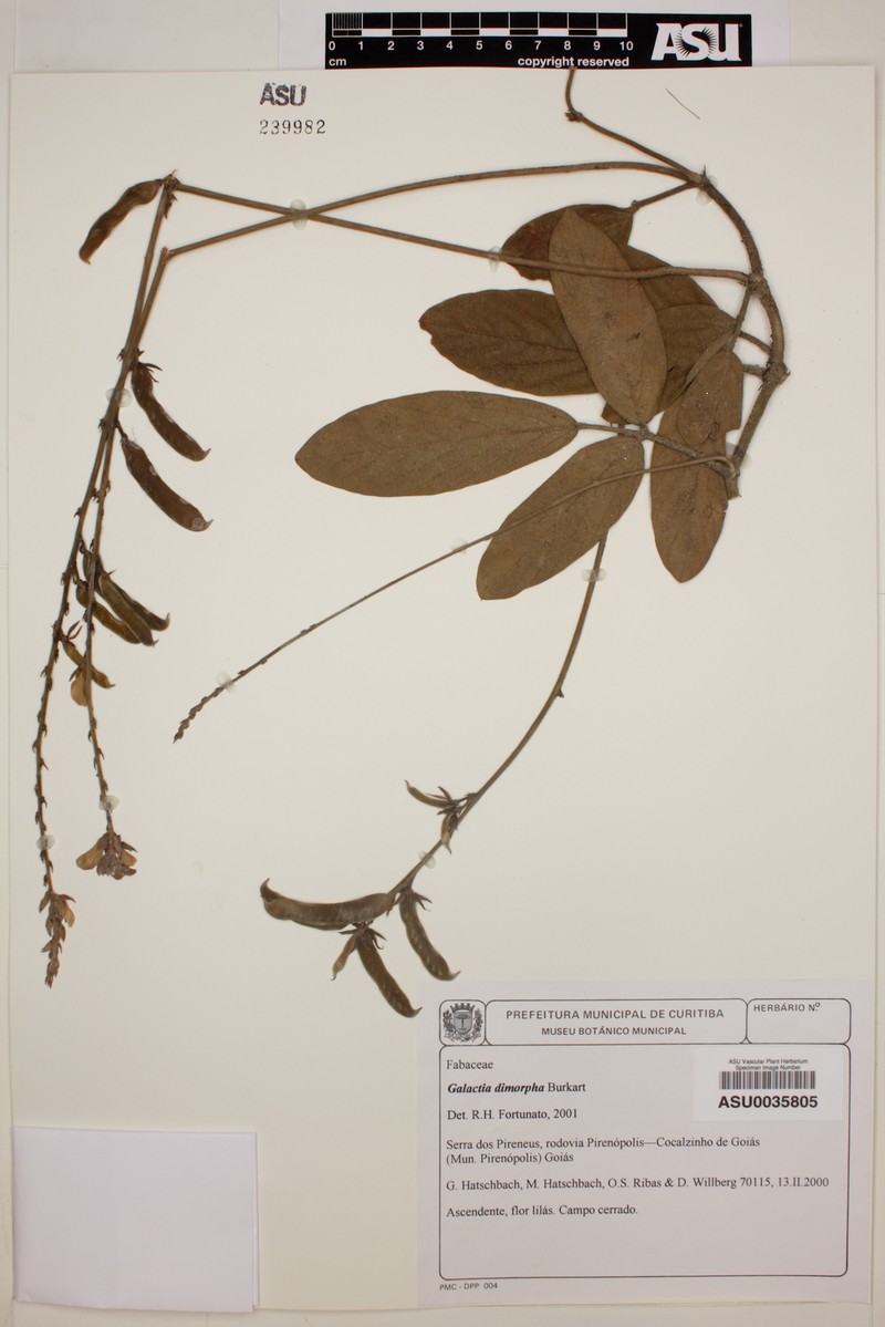 Cerradicola diversifolia