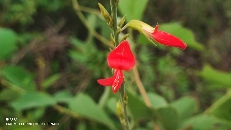 Cerradicola elliptica