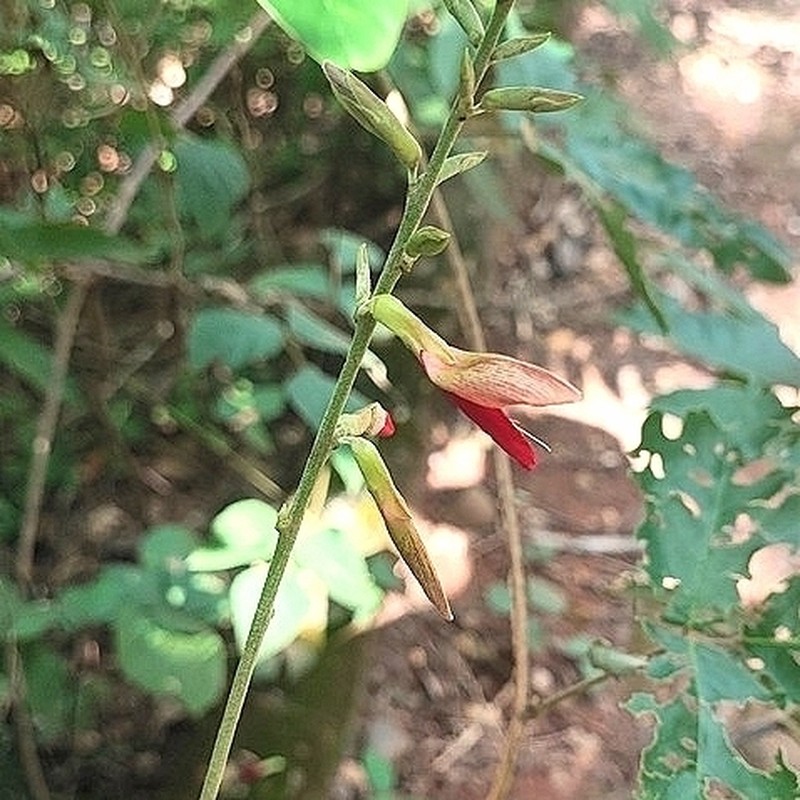 Cerradicola elliptica photo 2
