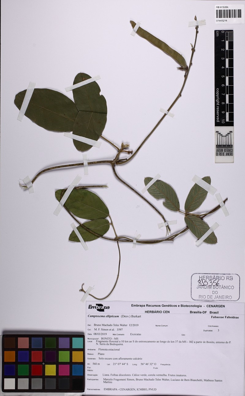Cerradicola elliptica photo 3