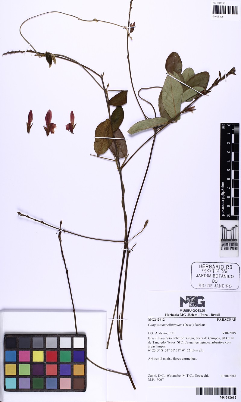 Cerradicola elliptica photo 4