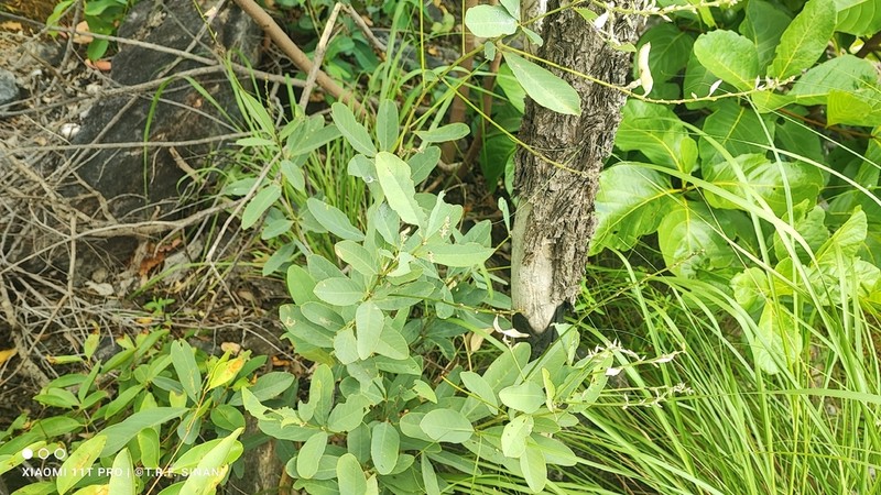 Cerradicola eriosematoides