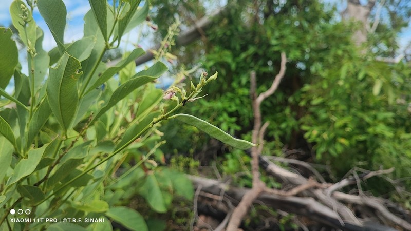 Cerradicola eriosematoides photo 2