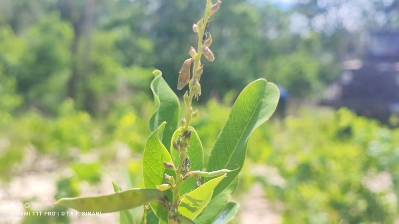Cerradicola eriosematoides photo 3