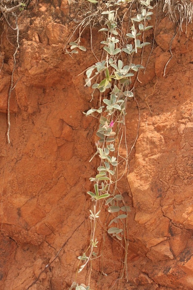 Cerradicola eriosematoides photo 4