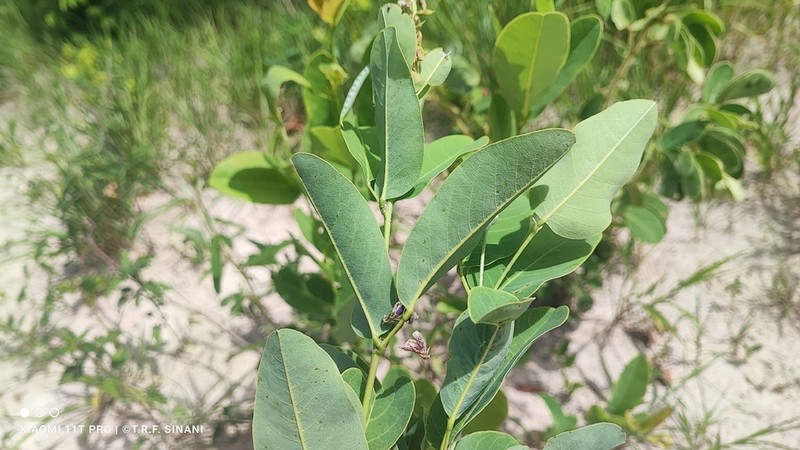 Cerradicola eriosematoides photo 5