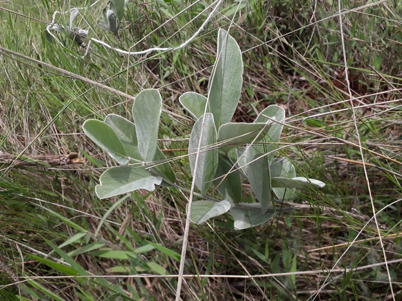 Cerradicola grewiifolia
