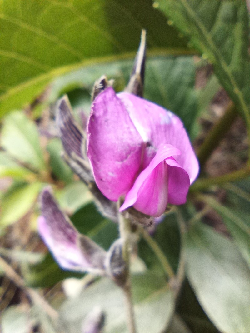 Cerradicola grewiifolia photo 2