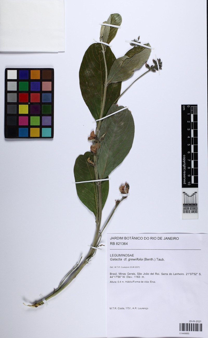 Cerradicola grewiifolia photo 3