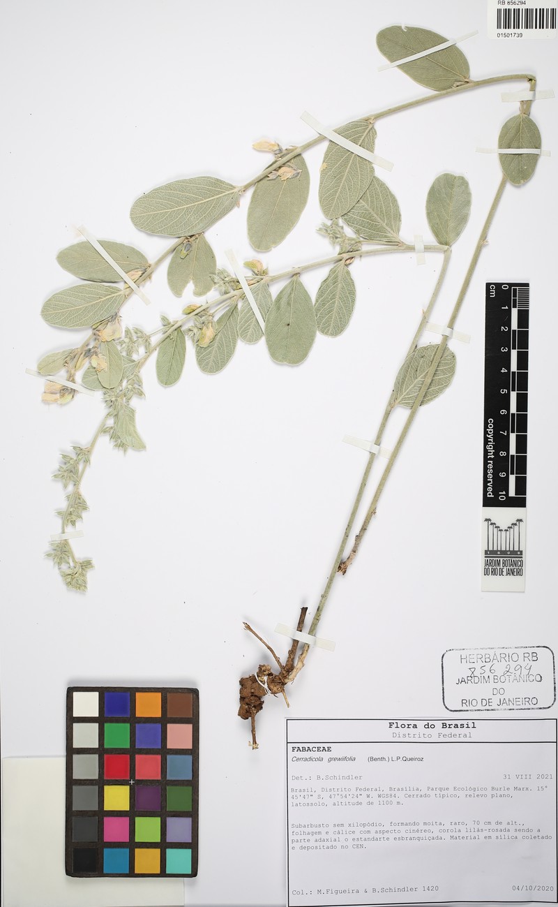 Cerradicola grewiifolia photo 4