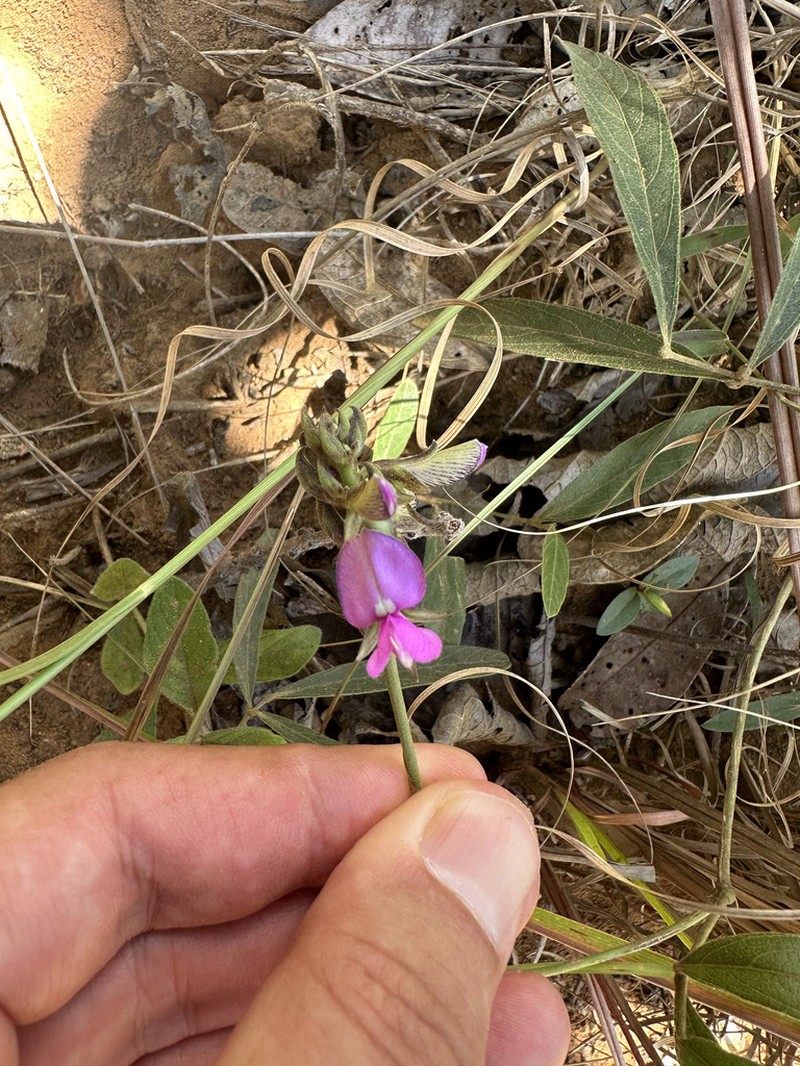 Cerradicola heringeri