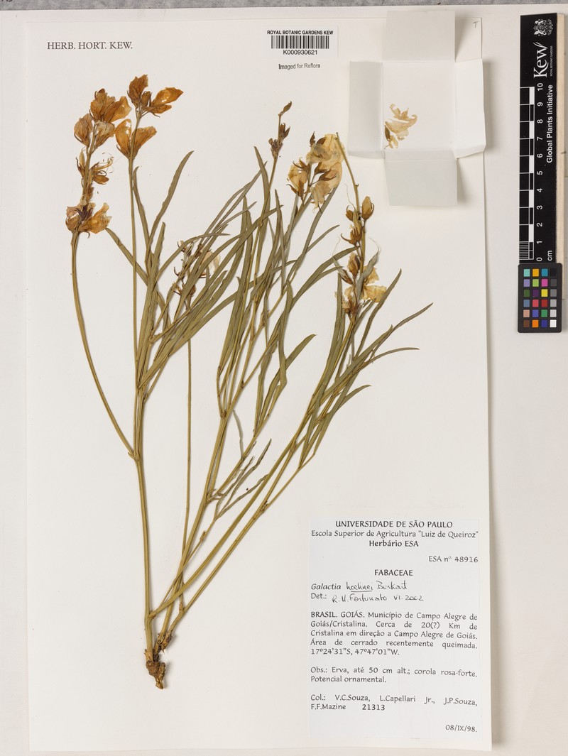 Cerradicola longifolia