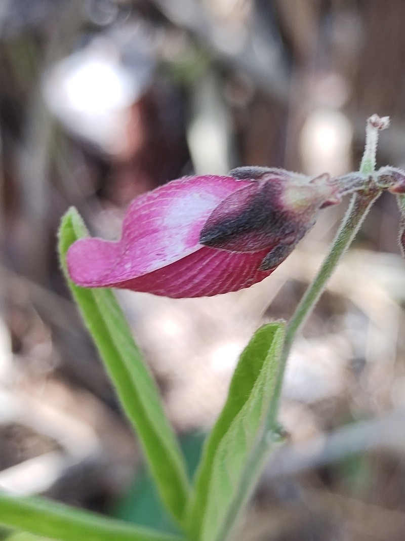 Cerradicola peduncularis