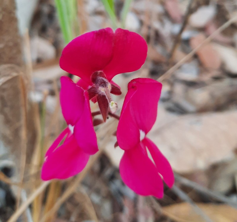 Cerradicola peduncularis photo 2
