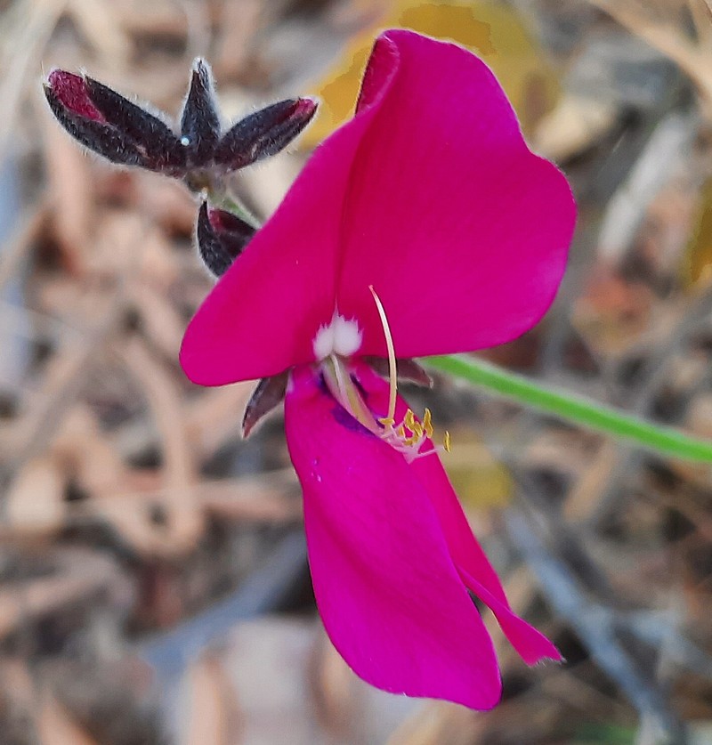 Cerradicola peduncularis photo 3