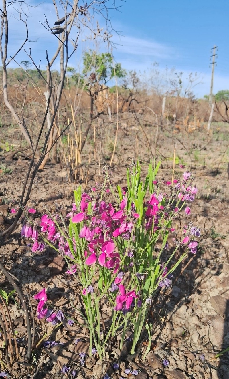 Cerradicola peduncularis photo 5