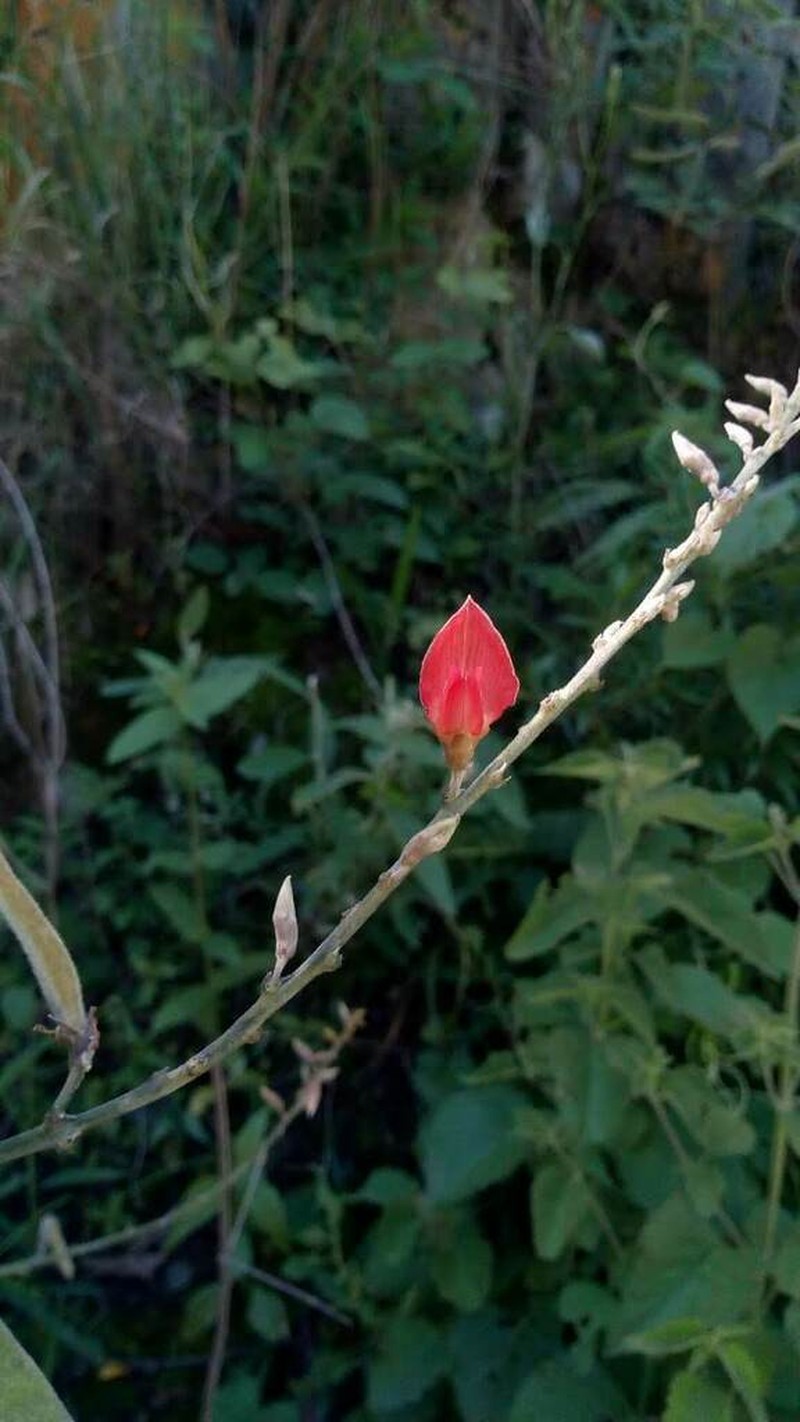 Cerradicola praeandina photo 3