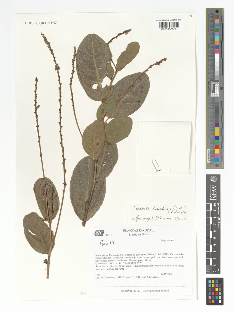 Cerradicola rotundifolia