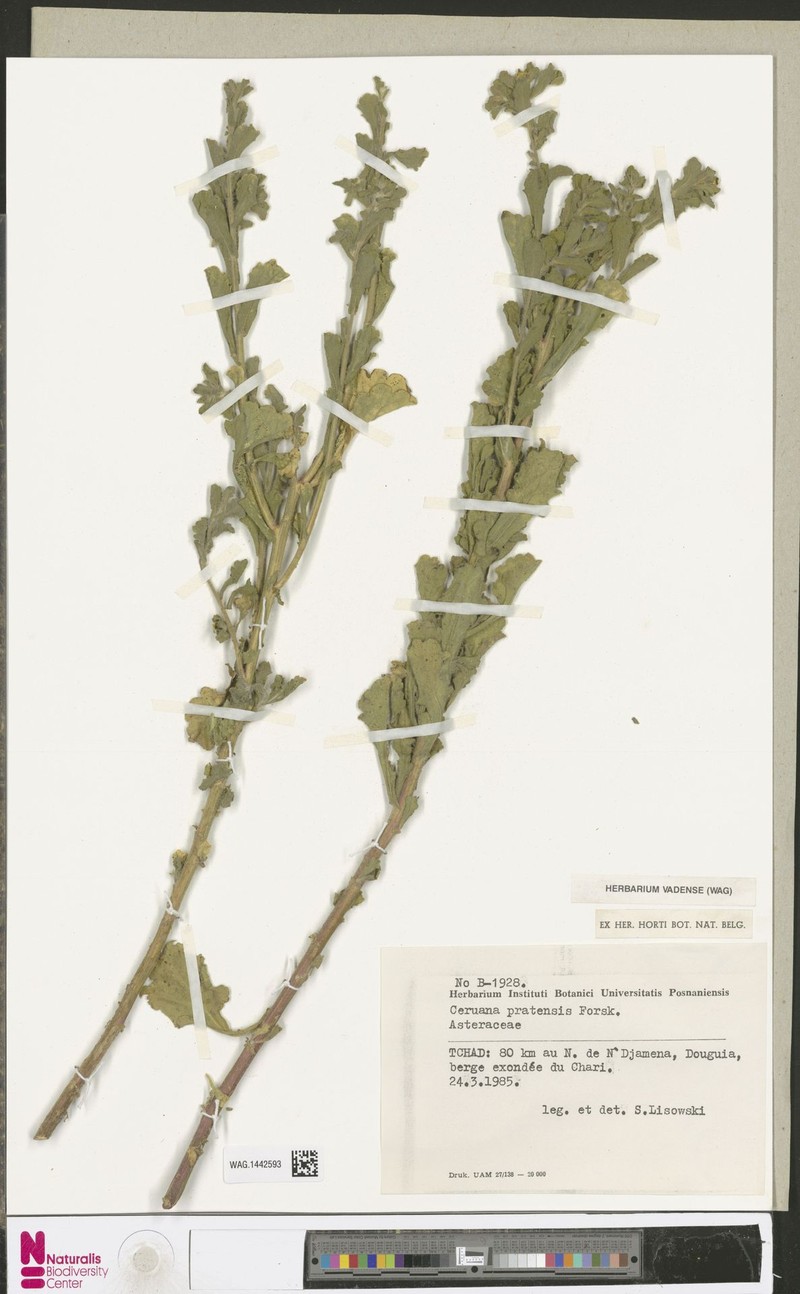 Ceruana pratensis