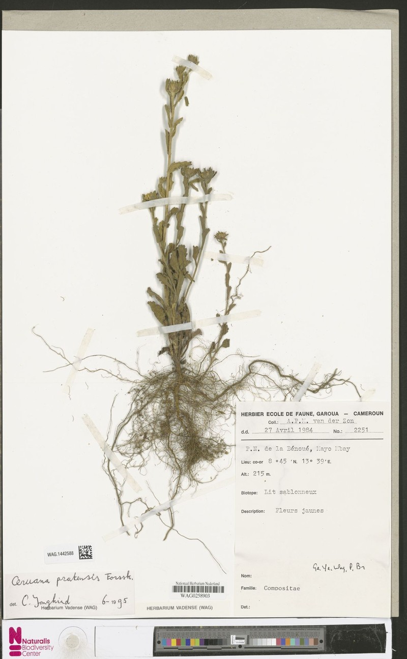 Ceruana pratensis photo 2