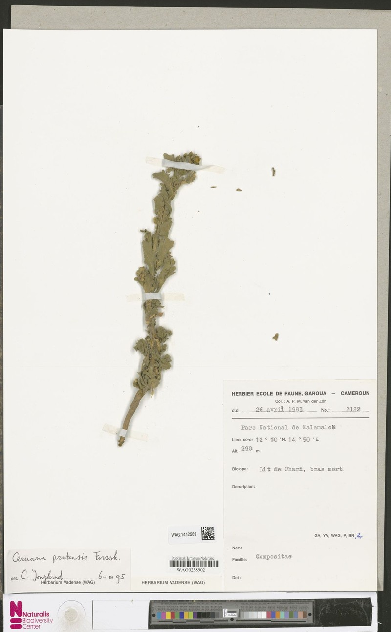 Ceruana pratensis photo 3