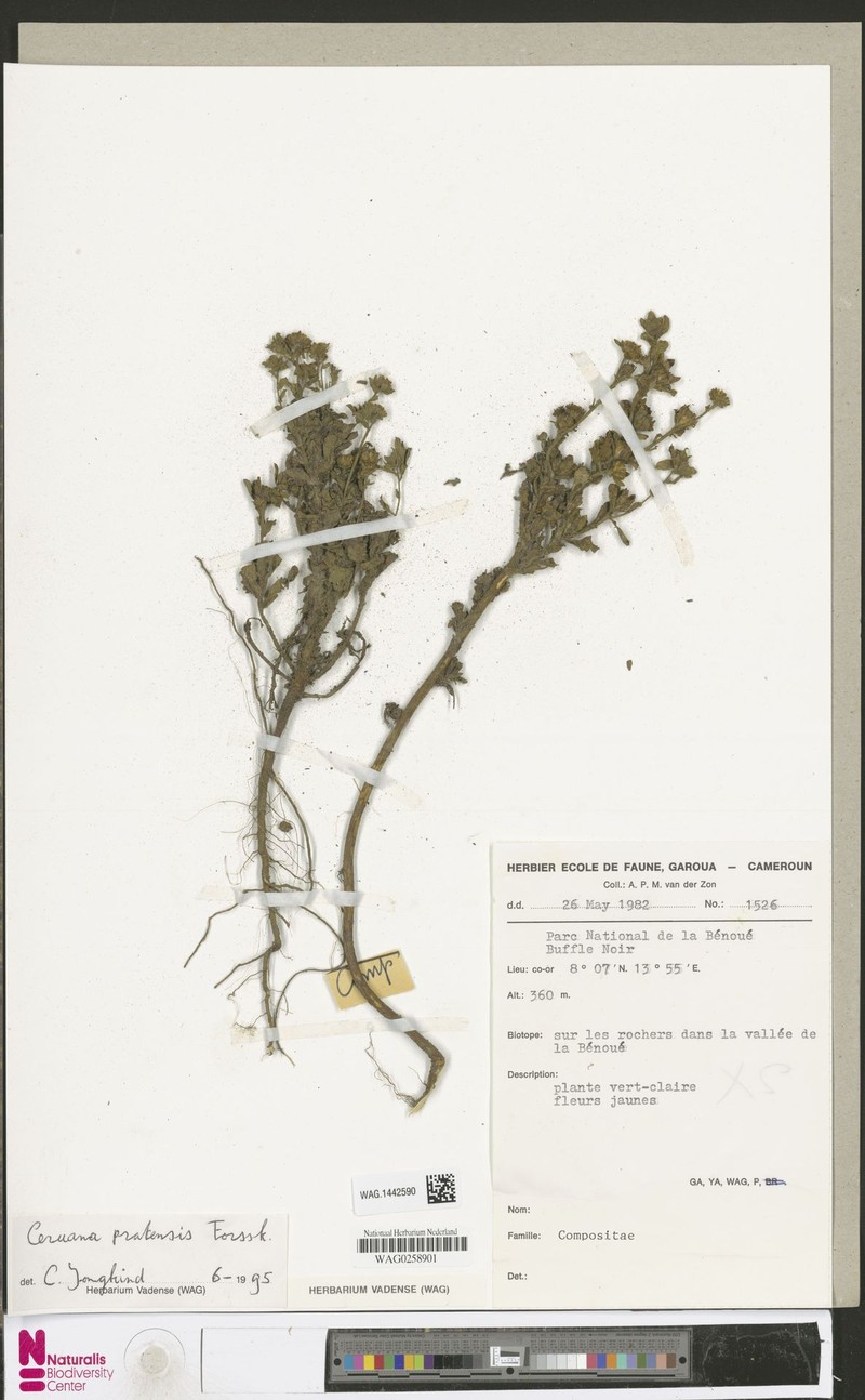 Ceruana pratensis photo 4