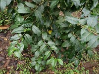 Alternateleaf Jessamine