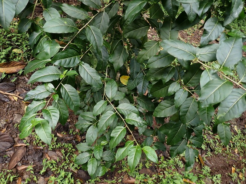 Alternateleaf Jessamine