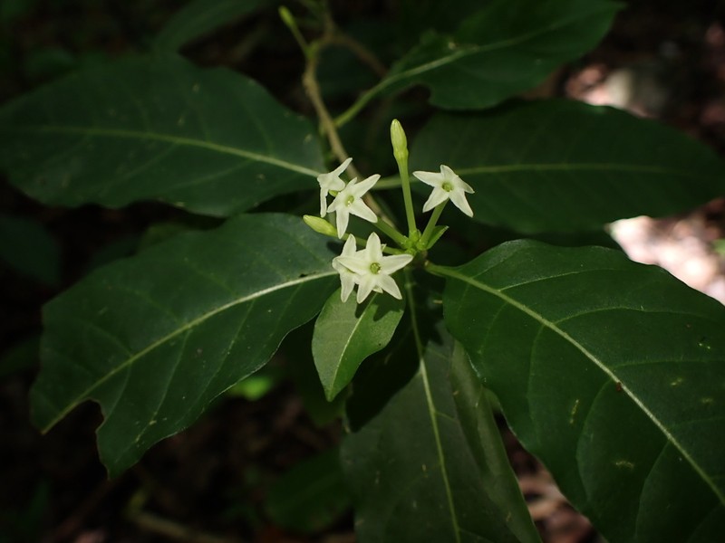 Alternateleaf Jessamine photo 2