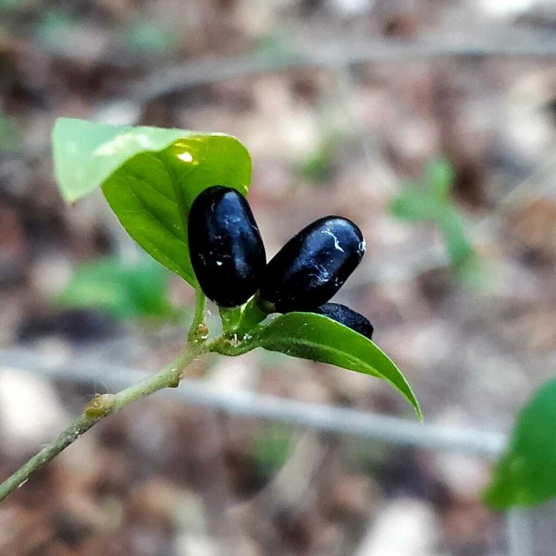 Alternateleaf Jessamine photo 3