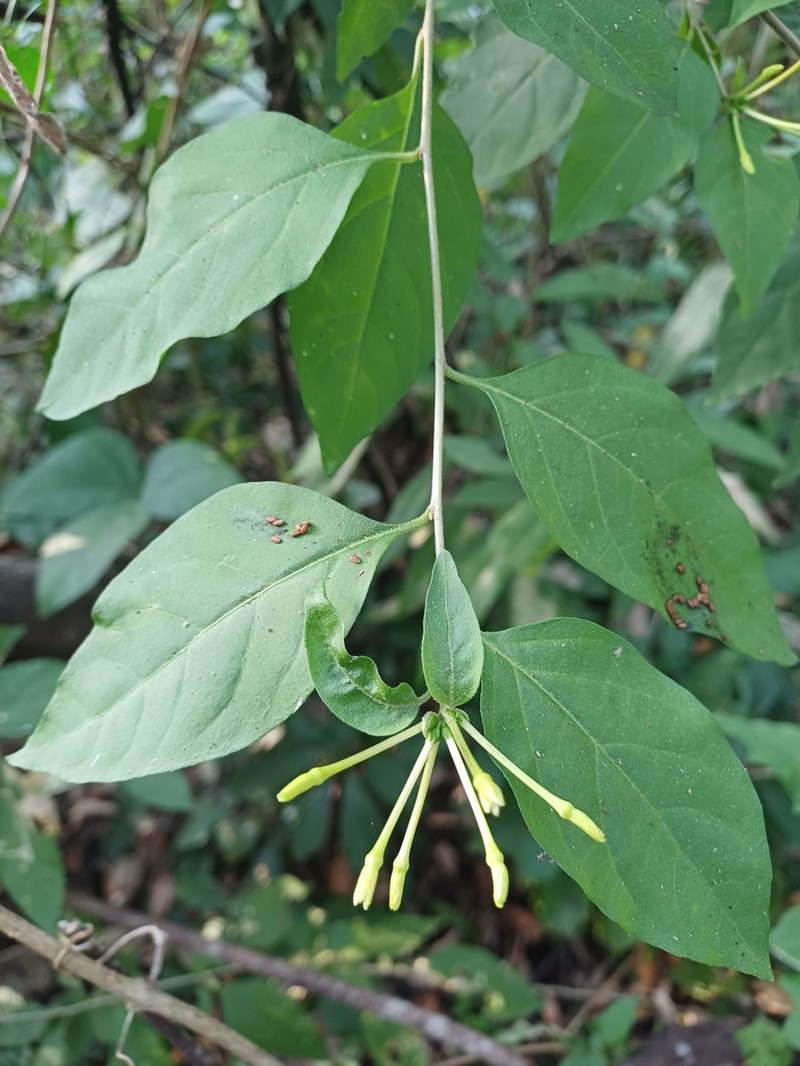 Alternateleaf Jessamine photo 4