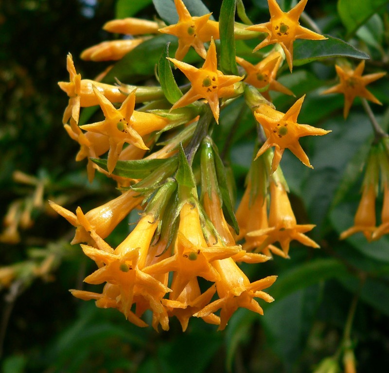 Orange Jessamine