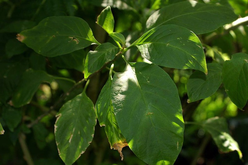 Orange Jessamine photo 2