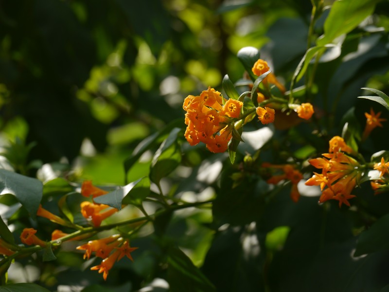 Orange Jessamine photo 3